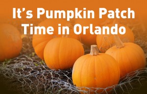 It's Pumpkin patch time in Orlando