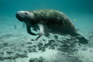 Manatee - New Attractions Coming Soon to Seaworld